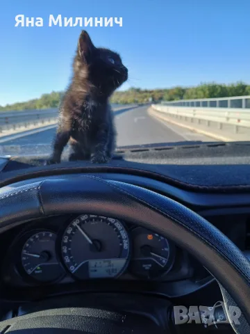 Малко момиченце търси своя дом