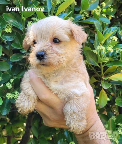 Голдъст йоркширски териер- мини!!!, снимка 1