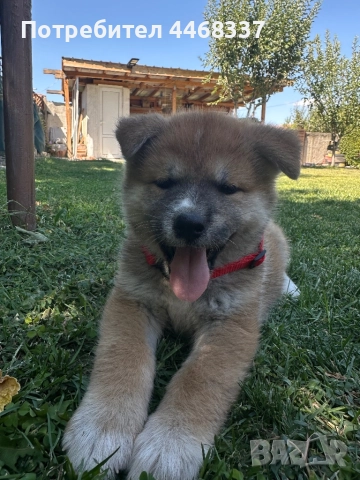 Бебета Акита Ину, снимка 9 - Акита ину - 51249133