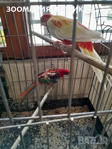 Розела , снимка 5 - Папагали - 50042742