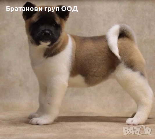 Американска Акита