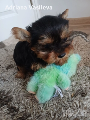 Йоркширски териер , снимка 4 - Йоркширски териер - 53250176