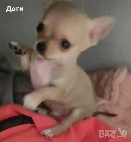 Продавам чихуахуа , снимка 5 - Чихуахуа - 51640490