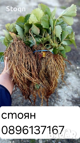 ягодов разсад , снимка 6 - Градински цветя и растения - 53481361