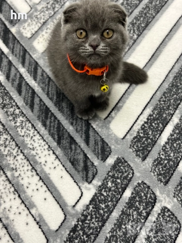 Шотландско клепоухо, снимка 5 - Британска късокосместа - 52516945