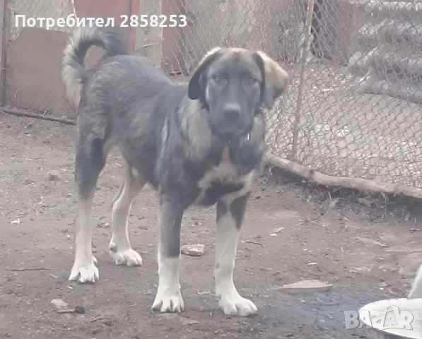 Българско овчарско куче , снимка 2 - Каракачанска овчарка - 56328106
