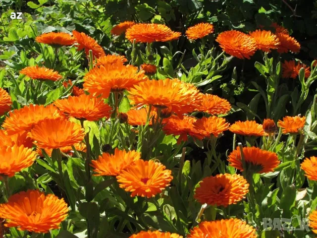 разсад невен, снимка 4 - Разсади - 50385062