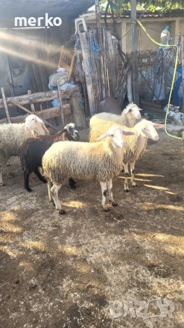 Продават се овце и шилета.