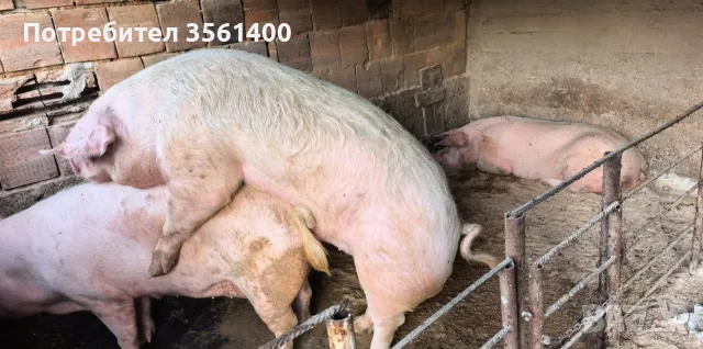 Продавам женски заплодени прасета , снимка 3 - Прасета - 56216695