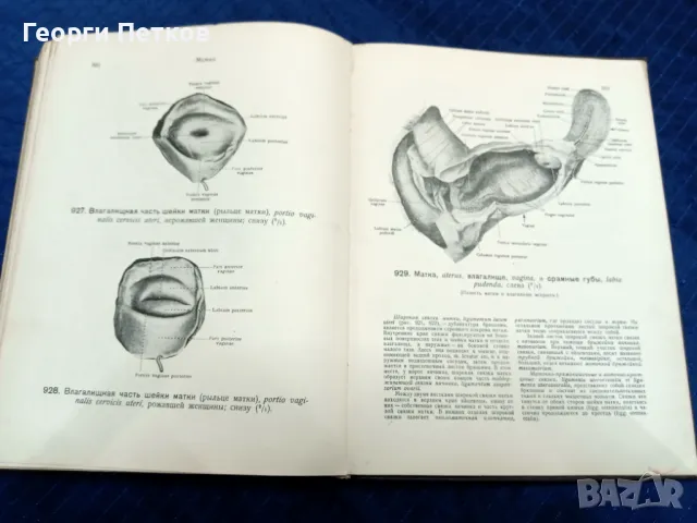Атлас анатомии человека -1947 год. , снимка 9 - Чуждоезиково обучение, речници - 49738944