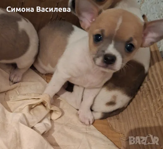 Кученца чихуахуа , снимка 5 - Чихуахуа - 55800770