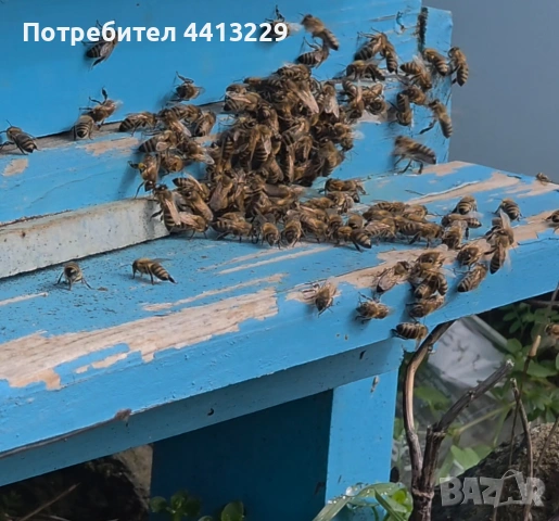 пчелни семейства ,кошери с презимували семейства