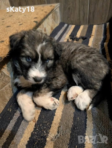 Подарявам кученца в Старо село 