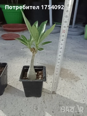 Адениум/ пустинна роза , снимка 1