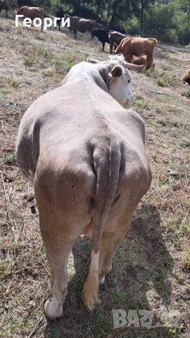 Продавам заплодена крава месодайна цена 2200 лв , снимка 4 - Крави - 52624936