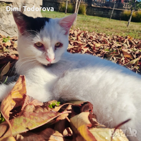 ✨ Сеньор и Тайгър търсят своя дом ✨, снимка 3 - Други - 52284340