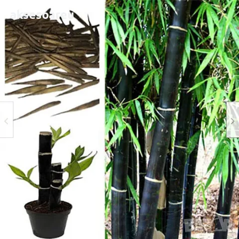 100 бр. нови висококачествени семена Студоустойчив черен бамбук от САЩ за Декорация дома грасдината, снимка 17 - Сортови семена и луковици - 49812622