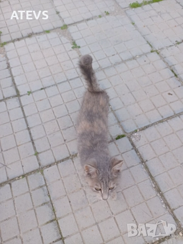 Малко коте търси дом!, снимка 3 - Други - 52517200