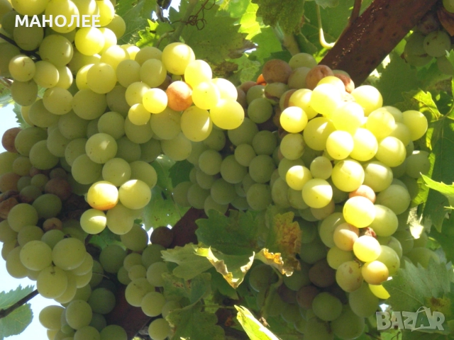 Лози - 2 вида