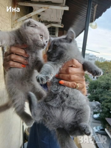 шотландски котки