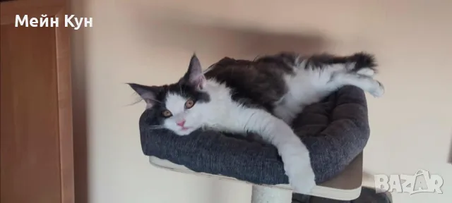 Търсим мъжки Мейн Кун с родословие, снимка 9 - Търси партньор - 44899104