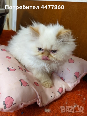 Продавам персийски котенца , снимка 6 - Други - 52679395