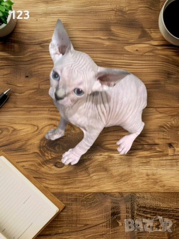 Канадски сфинкс и елф, снимка 2 - Сфинксове - 52148550