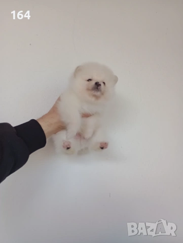 Мъжки и женски Померанчета. Реални снимки от 16.01.26 г. Померани, снимка 2 - Померан - 53125648