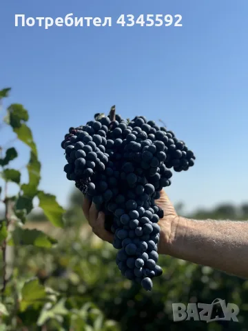 Продавам грозде: Мерло, Памид, Мавруд, Евмолпия
