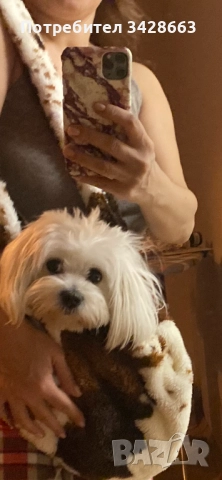 Продавам мини малтийски болонки на 2 мес след поставена първа ваксина на 12.01.2026г