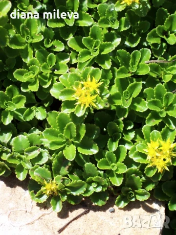 Камчатски седум, Sedum kamtschaticum