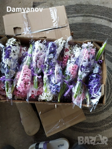 Зюмбюл за 8 март, снимка 7 - Градински цветя и растения - 53669802