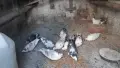 Продавам Гълъби Арабски Смеячи, снимка 4