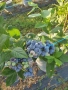Боровинки, снимка 2