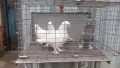 Мардини турски млади , снимка 3
