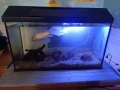 Аквариум, снимка 2