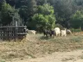 Продавам 5 дойни кози и 1 пръч, снимка 4