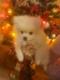 продавам померан мини щпиц момче, снимка 1