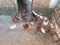 Кокошки, ярки, петли, снимка 4