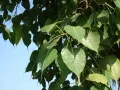 Фикус Религиоза над 70 см , снимка 1