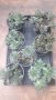 Сукуленти  и други многогодишни градински цветя, снимка 1 - Градински цветя и растения - 36754880