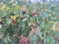Продавам винени сортове грозде, снимка 3