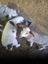 овце с агнета, снимка 5
