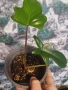 Вкоренен филодендрон Флорида., снимка 1