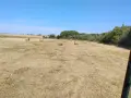 продавам бали сено, снимка 3