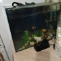 голям аквариум с рибки оборудван 50 х 40 х 24, снимка 13