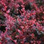 Берберис Розов блясък, Berberis thunbergii 'Rose Glow', студоустойчив!!, снимка 1 - Градински цветя и растения - 42722622