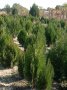 Източна туя , вечнозелена, снимка 4