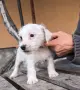 Продавам бебета джак ръсел, снимка 3