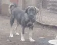 Българско овчарско куче , снимка 2